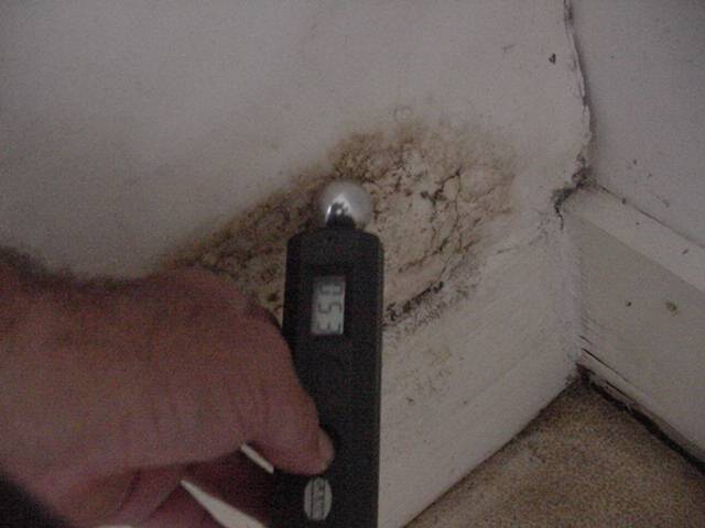 If you look closely at this photo you can see the spores starting to appear on the dry rot
