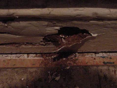                                                                                       There are no quick fixes with dry rot 
